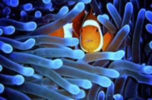Fish among sea anemones.